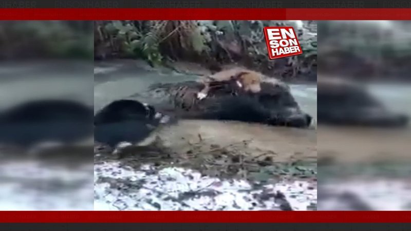 Zonguldak'ta domuz ve av köpeği boğuşma anı kamerada