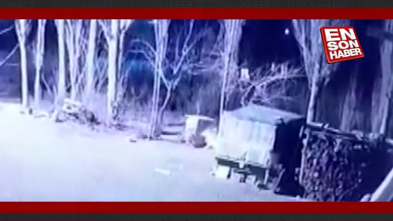 Iğdır'da aç kurt sürüsü, köpeği parçaladı