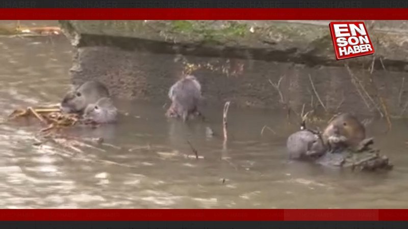 Edirne'deki su maymunları, ekmekle besleniyor