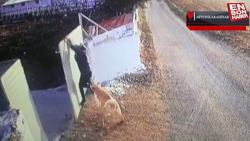Afyonkarahisar'da köpek, bir öğretmene saldırdı