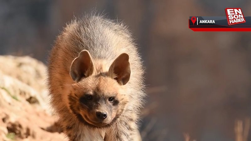 Fırat Nehri'nde nesli tükenme tehlikesi altındaki çizgili sırtlan görüntülendi