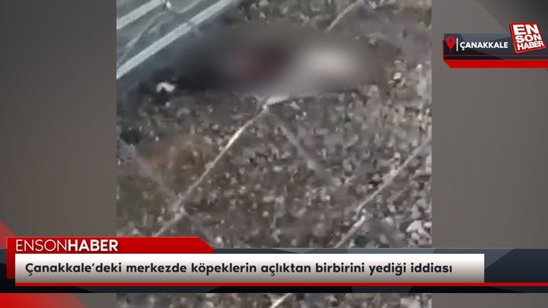 Çanakkale’deki merkezde köpeklerin açlıktan birbirini yediği iddiası