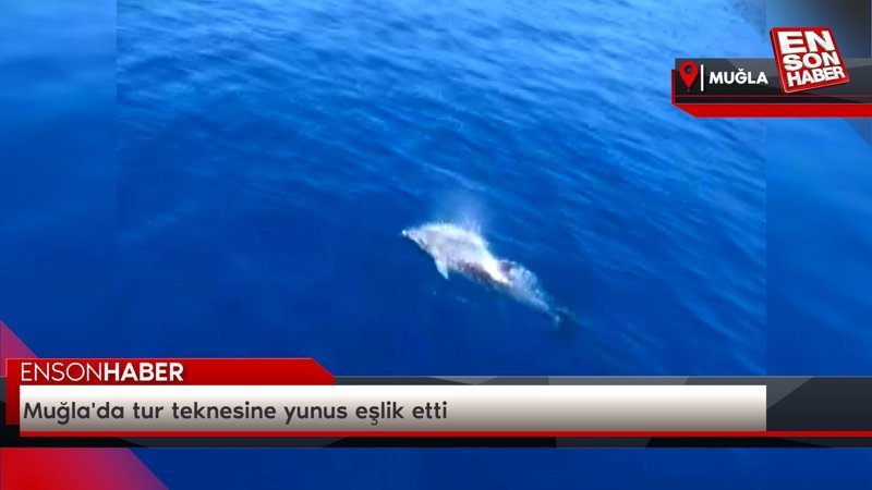 Muğla'da tur teknesine yunus eşlik etti