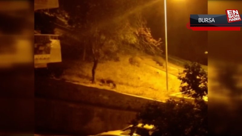 Bursa’da aç kalan domuz sürüsü şehir merkezine indi