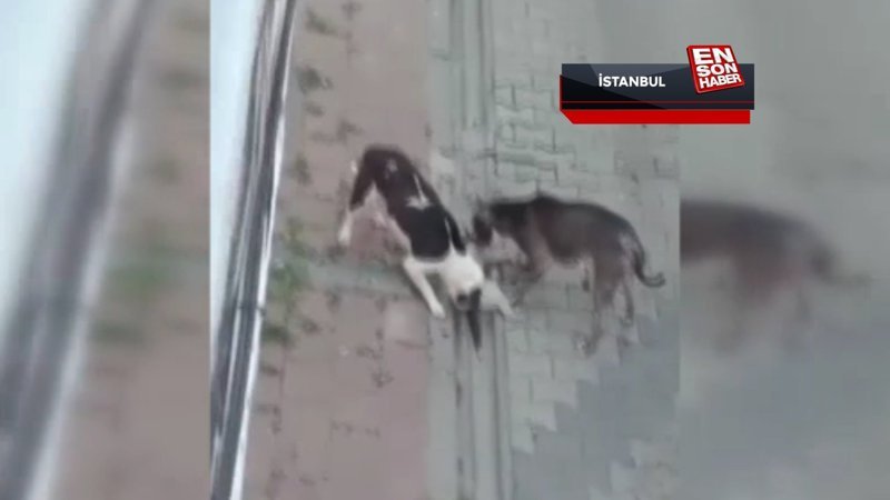 Fatih’te evde beslenen pitbulllar 3 ayda 25 kedi öldürdü