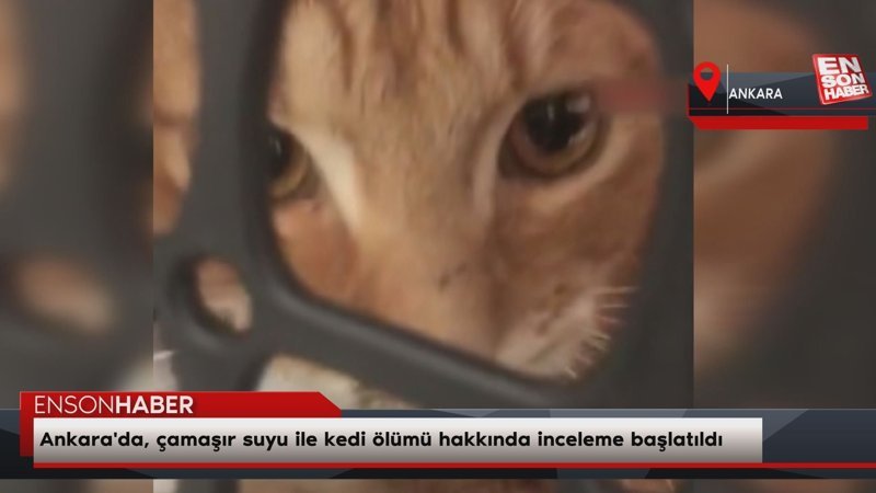 Ankara'da, çamaşır suyu ile kedi ölümü hakkında inceleme başlatıldı