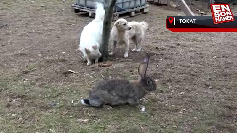 Tokat'ta dev tavşanlar görenleri hayrete düşürüyor