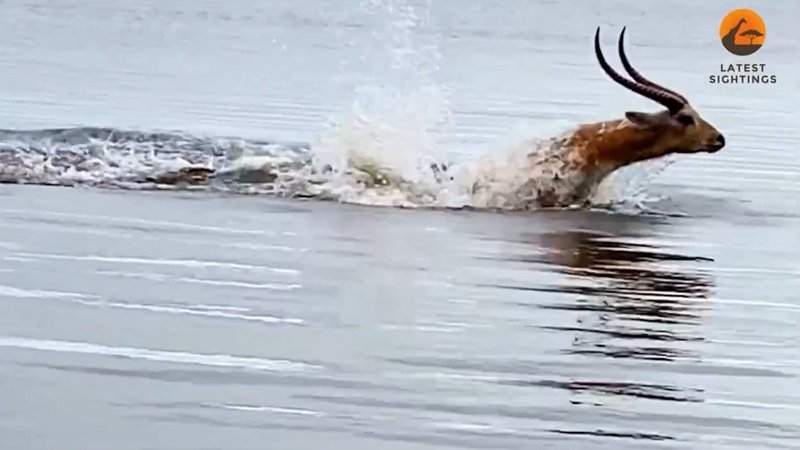 Nehirde timsah ve geyiğin nefes kesen kovalamacası