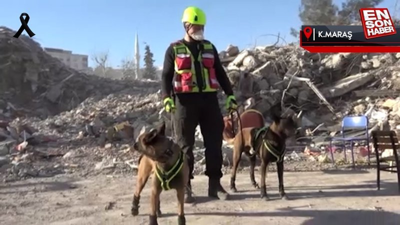 Deprem bölgesinde 5 günde 10 kişiye ulaşan köpekler