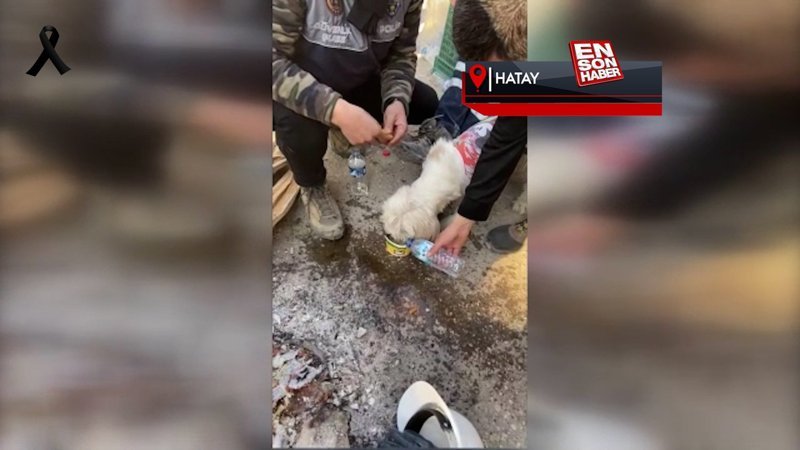 Hatay'da depremde hasar gören binada mahsur kalan köpeği madenciler kurtardı