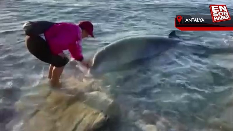 Antalya'ya gelen depremzedeler yunusu kurtardı