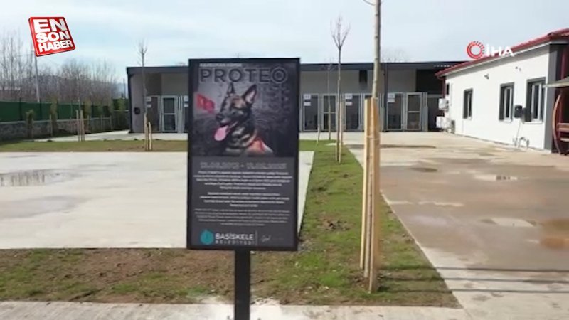 Kahraman köpek Proteo'nun adı Kocaeli'de Sokak Hayvanları Rehabilitasyon Merkezi'ne verildi