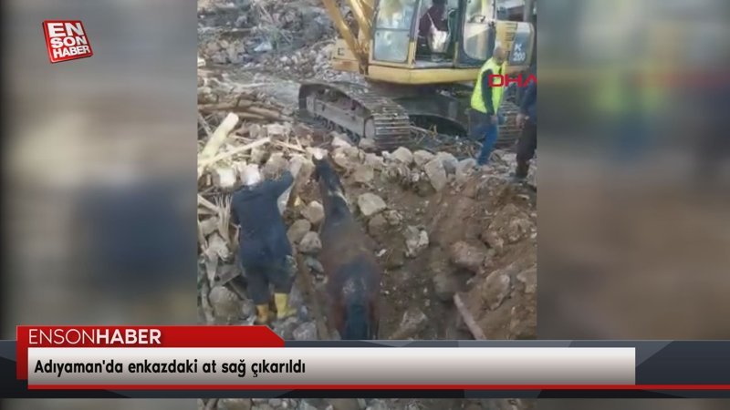 Adıyaman'da enkazdaki at sağ çıkarıldı