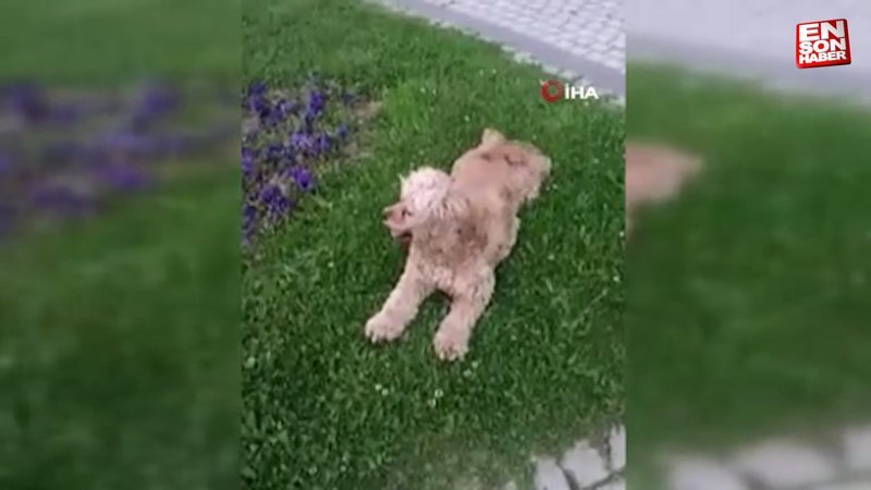 Bursa'da köpeği 6'ncı kez çalındı
