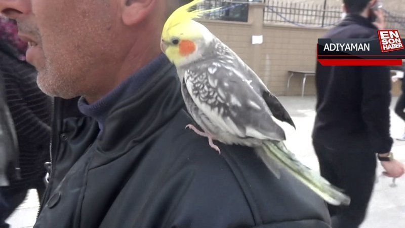 Enkazdan çıkardığı papağan, omzundan inmiyor
