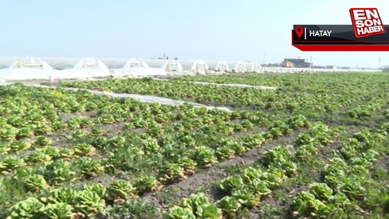 Hatay'da ürünler tarlada kaldı