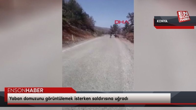 Konya'da yaban domuzunu görüntülemek isterken saldırısına uğradı
