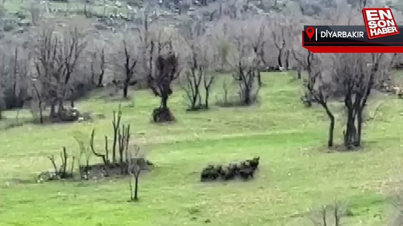 Diyarbakır'da domuz sürüsü tarlaya girdi