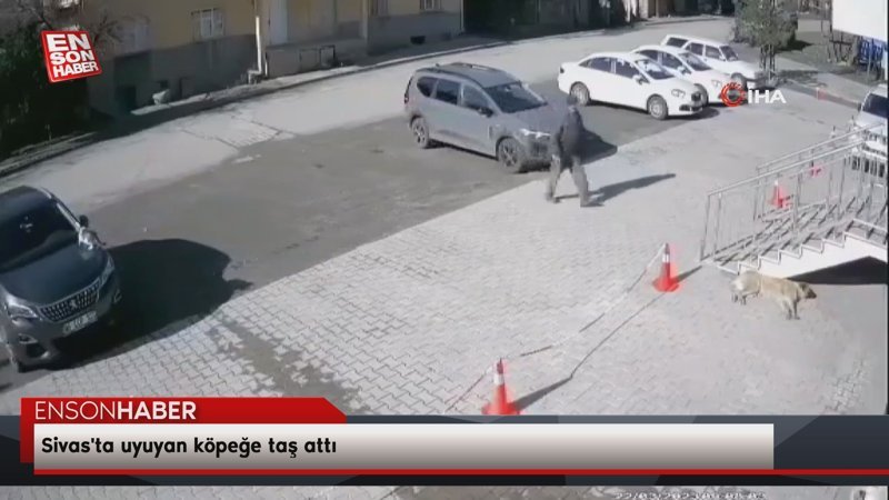 Sivas'ta uyuyan köpeğe taş attı