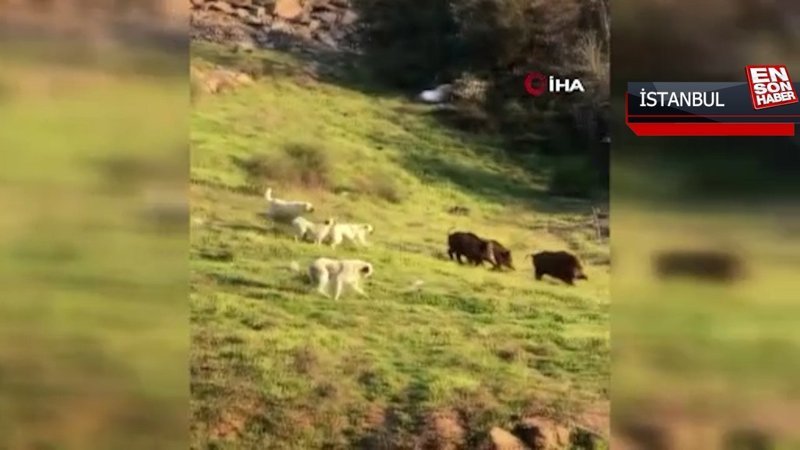 Sokak köpekleri şehre inen domuzları kovaladı