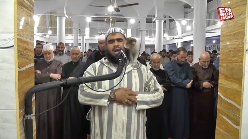 Cezayir'de namaz kıldıran imamın üzerine kedi çıktı
