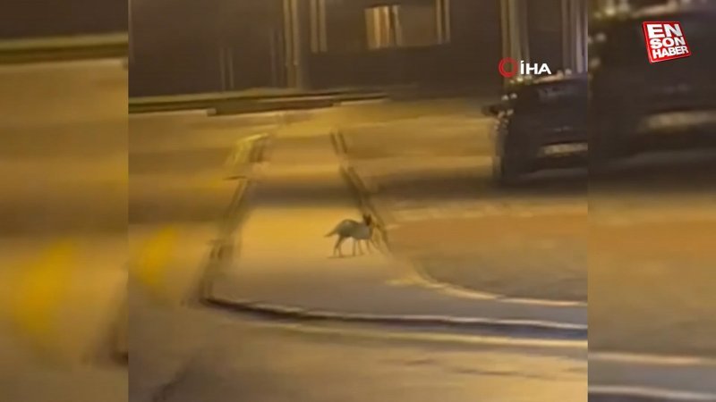 Aç kalan tilki Bolu sokaklarına indi