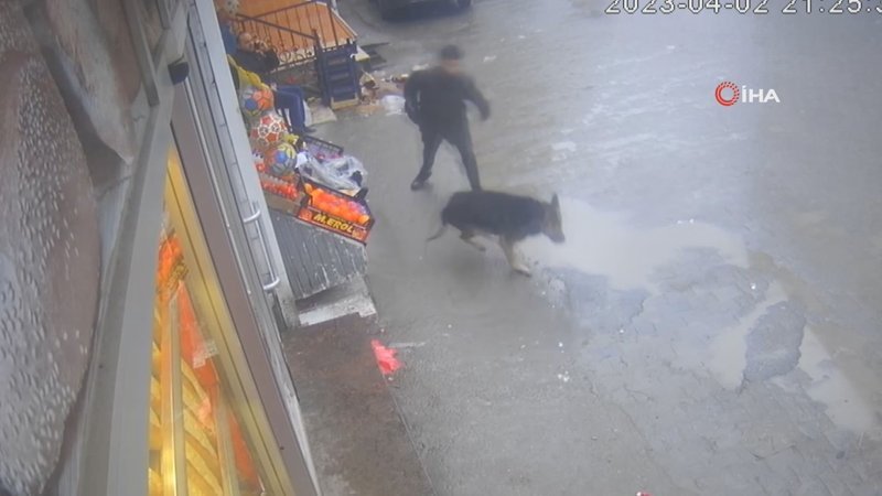 Zonguldak'ta sokak köpeğinin çocuğa saldırma anı