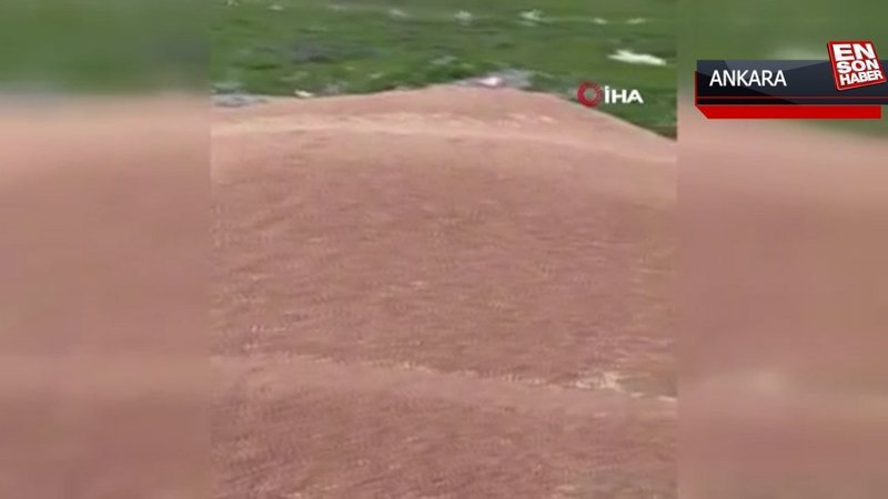 Polatlı’da yaklaşık 50 ton buğdayı araziye döktüler