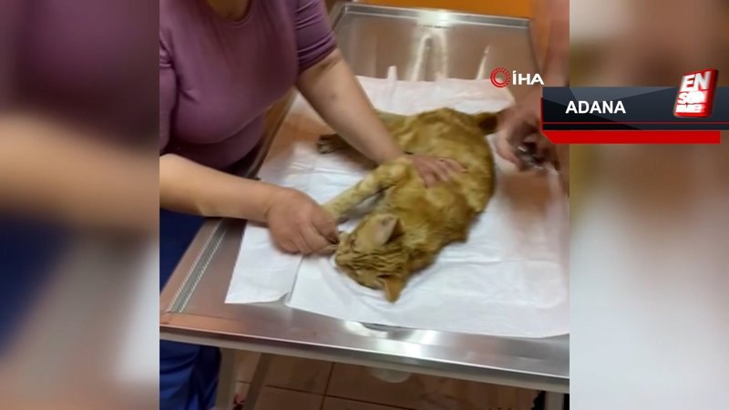 Hasarlı binadan kurtarılmak istenen kedi 14'üncü kattan aşağı atladı