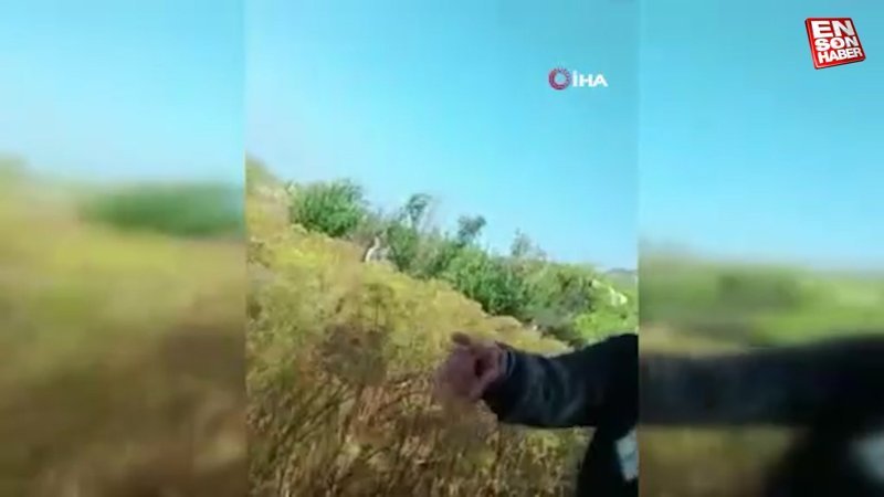 Hatay'da yavru köpeğe işkence