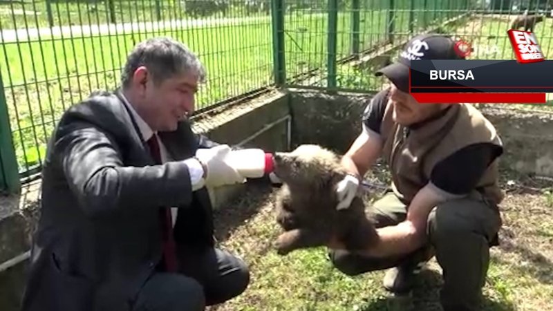Bursa'da 2,5 aylık sevimli ayılar barınağın yeni maskotları oldu