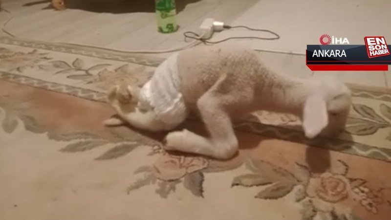 Ankara’da bacakları ters doğan kuzu