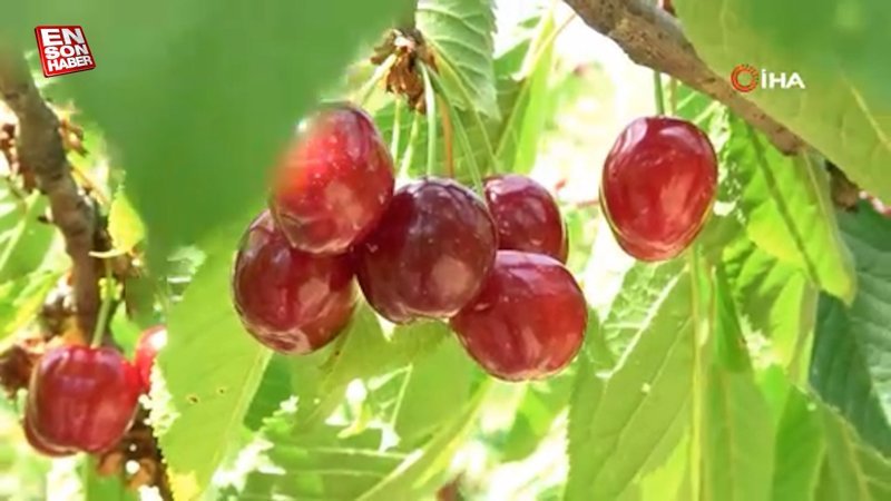 Turfanda kiraz çıktı: İlk hasatlar Norveç, Almanya ve Rusya'ya