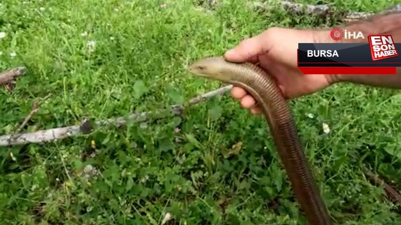 Bursa'da oluklu kertenkeleyi eliyle yakalayıp sevdi