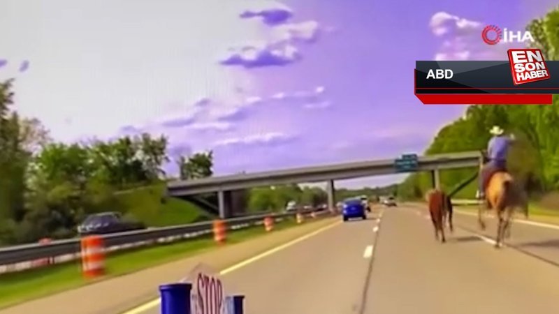 ABD’de kovboy ile inek arasında kovalamaca