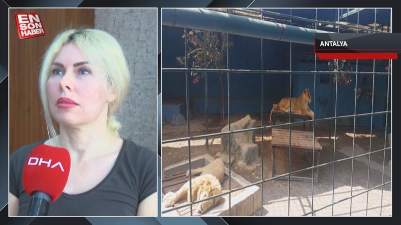 Antalya'da aslanla selfie hastanede bitti