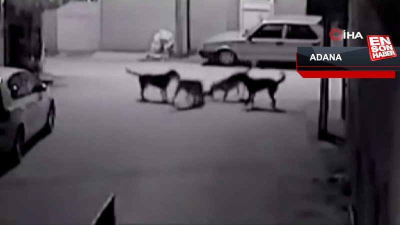 Adana'da sokak köpeklerinin kediyi parçalama anı