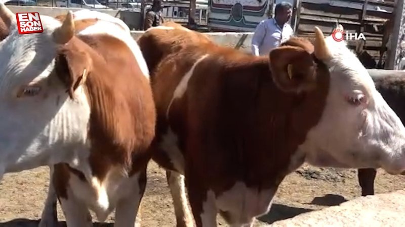 Doğu’dan Batıya kurbanlık sevkiyatı hız kazandı