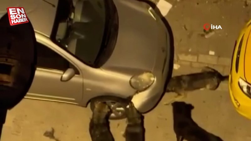 Esenyurt’ta sokak köpeklerinin park halindeki aracı parçaladığı anlar kamerada