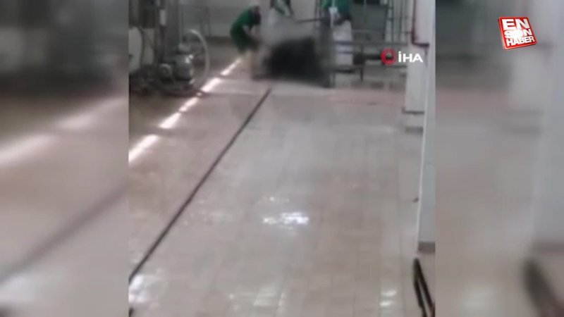 Adana Et ve Süt Kurumu’nda büyükbaş hayvana işkence ederek öldürdüler