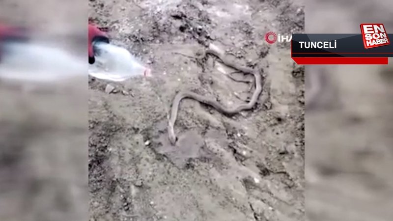 Bitkin haldeki dev yılanı su vererek kendine getirmeye çalıştılar