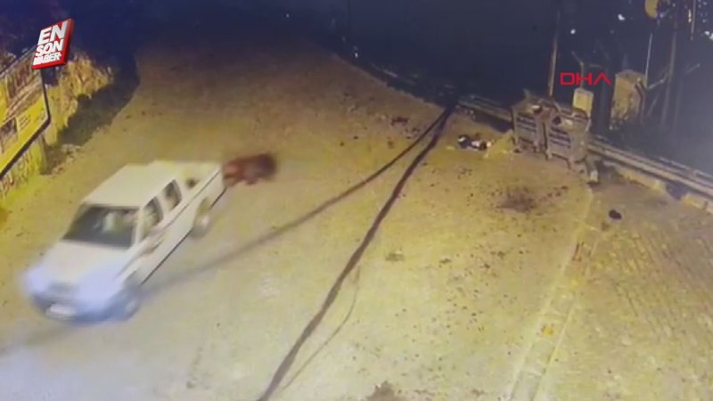 Bursa'da çöpleri karıştıran ayı kendisini görüntüleyenlerin kamyonetine saldırdı