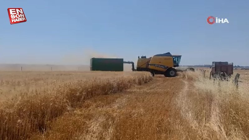 Mardin’de buğday tarlalarında hasat mesaisi başladı