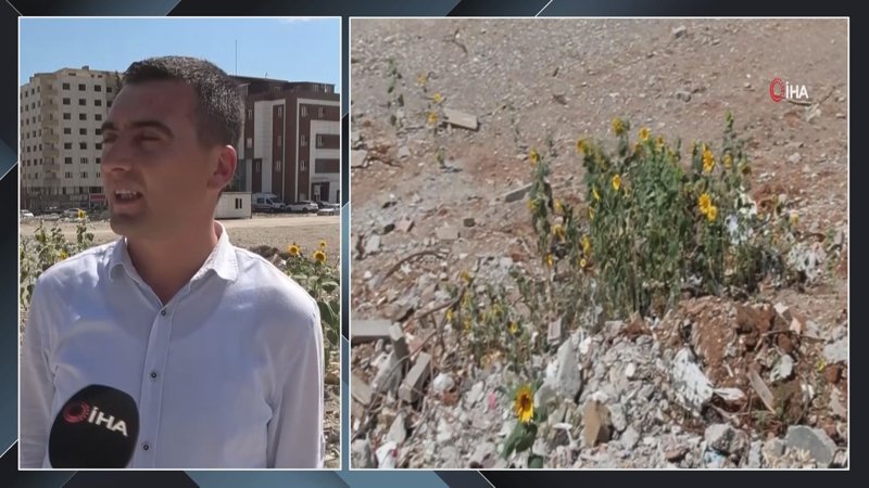 Kahramanmaraş'ta enkaz altında kalıp boy veren ay çekirdekleri