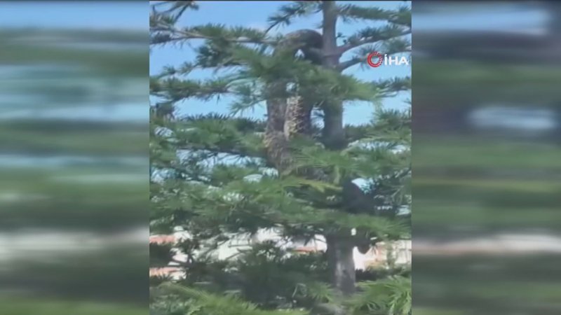 Yozgat'ta anakonda görüldü paylaşımının gerçeği güldürdü