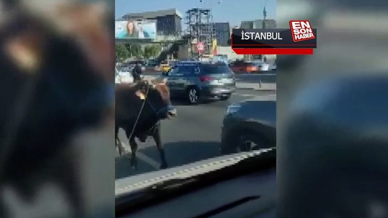 Ataşehir'de kurbanlıklar kaçtı sahipleri kovaladı
