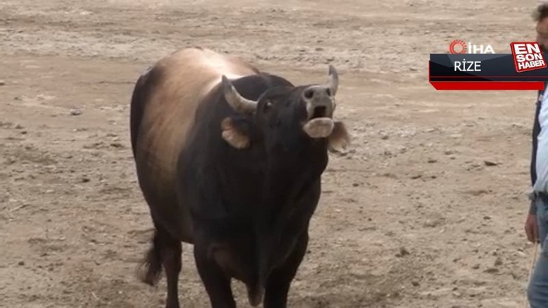 Ayder boğa güreşleri renkli görüntülere sahne oldu