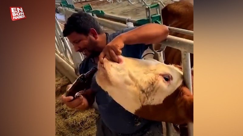 Kurbanlık hayvana zorla içki içirdi