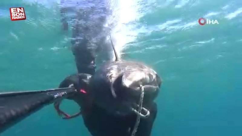 Çanakkale Boğazı açıklarında zıpkınla 100 kiloluk orkinos avladı