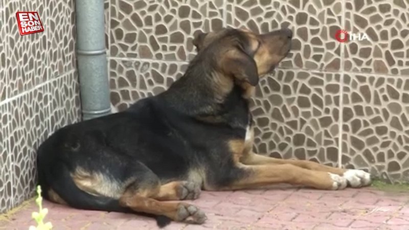 Eskişehir’de başıboş sokak köpekleri site sakinlerini bezdirdi